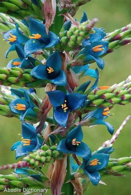 blue puya